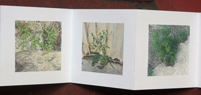 livre fleurs de pav   livre 1 15x15 photos num  riques sur papier japon 3 livre fleurs de pav   livre 1 15x15 photos num  riques sur papier japon 3